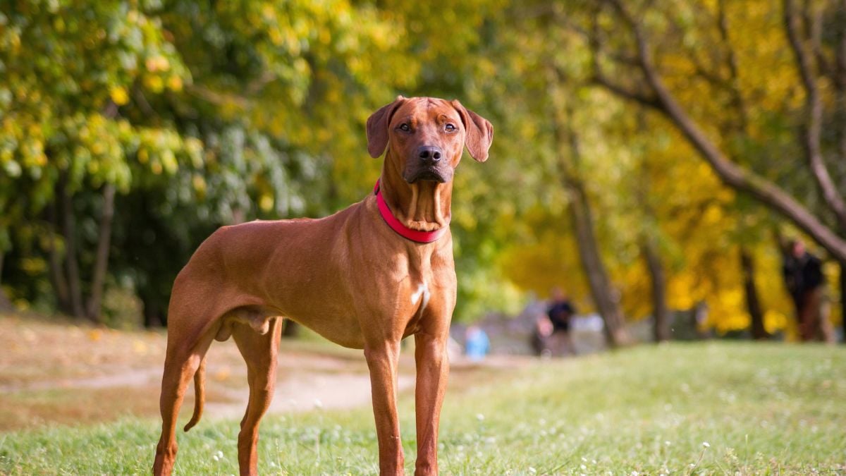 Köpeklerde Kilo Kaybı Nedenleri Nelerdir? Köpeklerde Kilo Kaybı Mamadan Olur Mu?